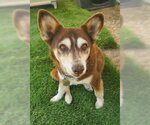 Small #2 Siberian Husky Mix