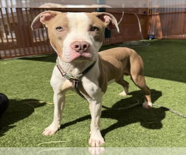 Medium Photo #2 Mutt Puppy For Sale in Las Vegas, NV, USA