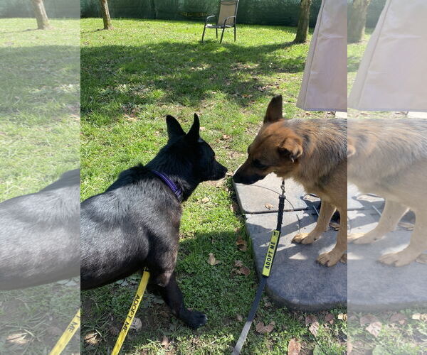 Medium Photo #5 German Shepherd Dog Puppy For Sale in Millburn, NJ, USA