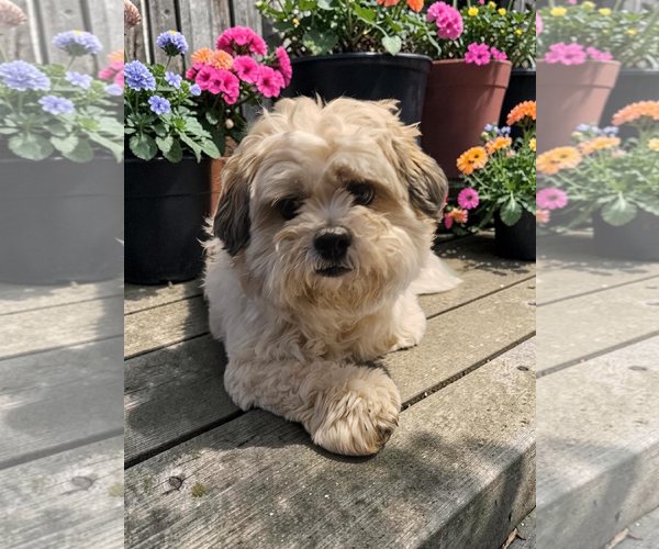 Medium Photo #10 Mal-Shi Puppy For Sale in McKinney, TX, USA