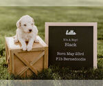 Small Photo #7 Bernedoodle Puppy For Sale in NORTH PLATTE, NE, USA