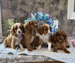 Small #5 Cavapoo