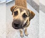 Small #2 Black Mouth Cur