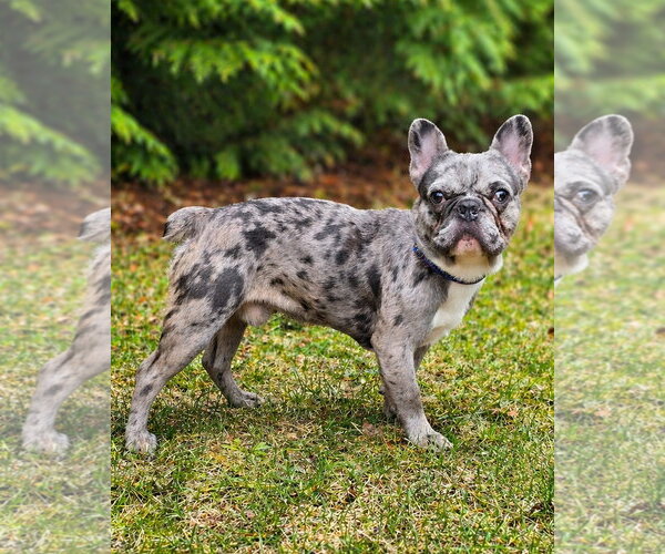 Medium Photo #5 French Bulldog Puppy For Sale in Westminster, MA, USA