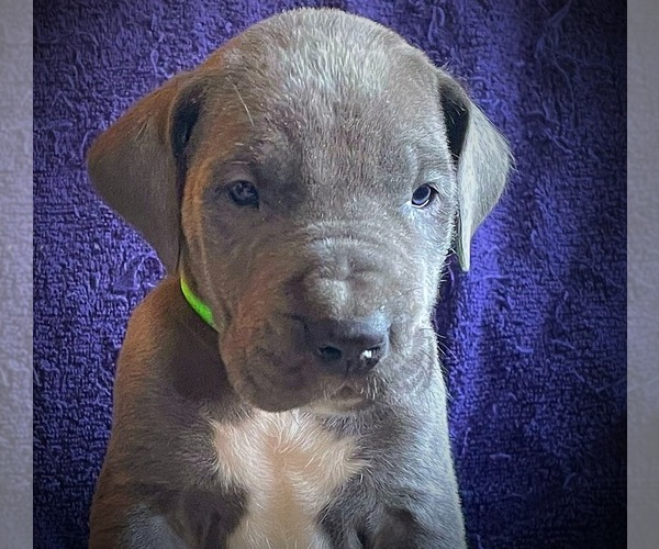 Medium Photo #2 Great Dane Puppy For Sale in SALEM, NJ, USA