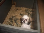 Small Photo #1 Shih Tzu Puppy For Sale in CARROLLTON, GA, USA