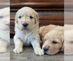 Image preview for Ad Listing. Nickname: Goldens