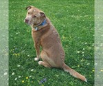 Small #3 Labrador Retriever Mix