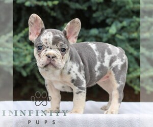 French Bulldog Puppy for sale in EAST EARL, PA, USA