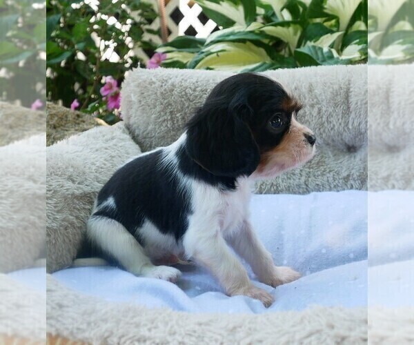 Medium Photo #10 Cavalier King Charles Spaniel Puppy For Sale in SCOTTVILLE, MI, USA
