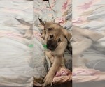 Small Photo #1 German Shepherd Dog Puppy For Sale in ANKENY, IA, USA