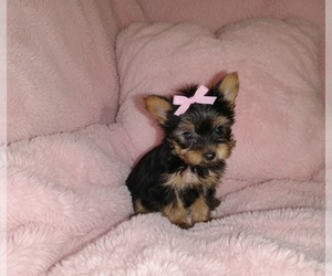 Yorkshire Terrier Puppy for Sale in VIRGINIA BEACH, Virginia USA