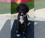 Small Photo #33 Great Dane Puppy For Sale in MARICOPA, AZ, USA