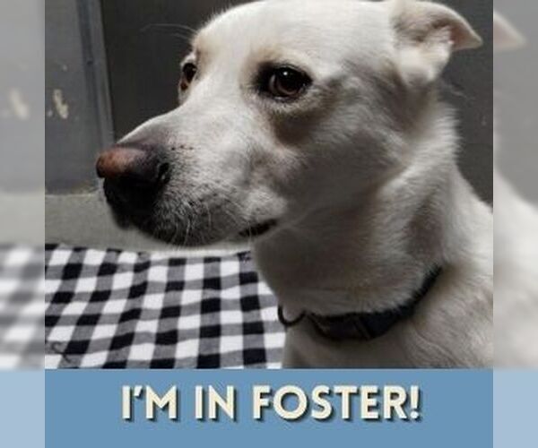 Medium Photo #1 Labsky Puppy For Sale in Alameda, CA, USA