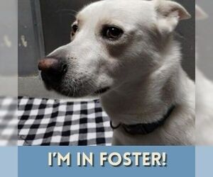 Labsky Dogs for adoption in Alameda, CA, USA