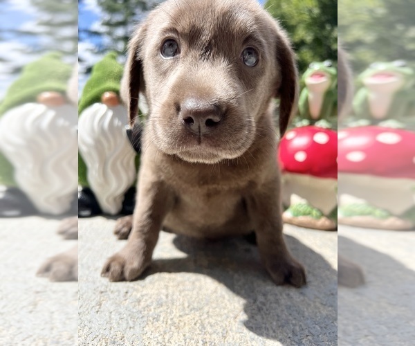Medium Photo #14 Labrador Retriever Puppy For Sale in NEOLA, WV, USA