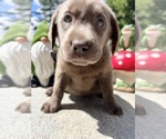 AKC Ready to Go - Male Labrador Retriever Puppy for Sale - Photo #14