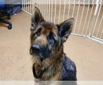 Small #1 German Shepherd Dog