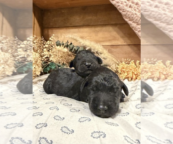 Medium Photo #1 Labradoodle Puppy For Sale in PEMBROKE, GA, USA