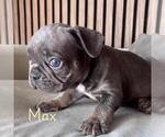 Small Photo #2 French Bulldog Puppy For Sale in LAKEWOOD RANCH, FL, USA