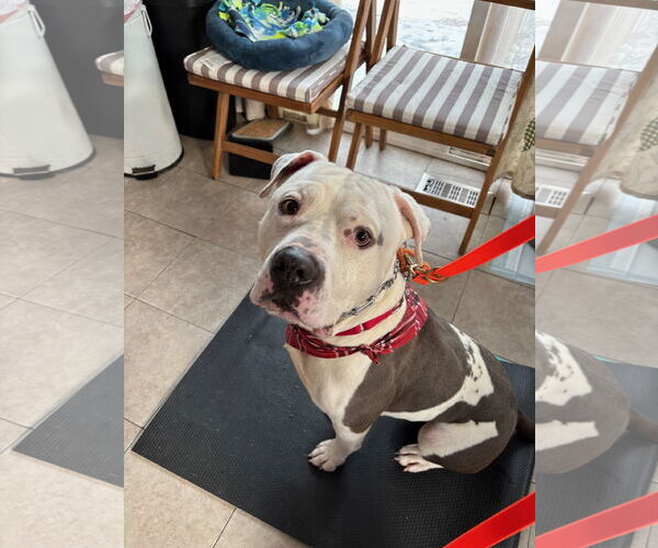 Medium Photo #10 Bullypit Puppy For Sale in Techny, IL, USA