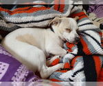 Small #4 Jack Chi