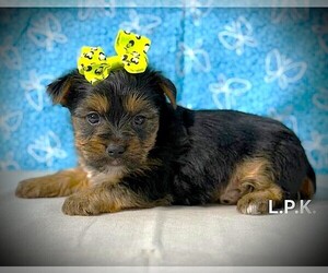Yorkshire Terrier Puppy for sale in WINNSBORO, LA, USA