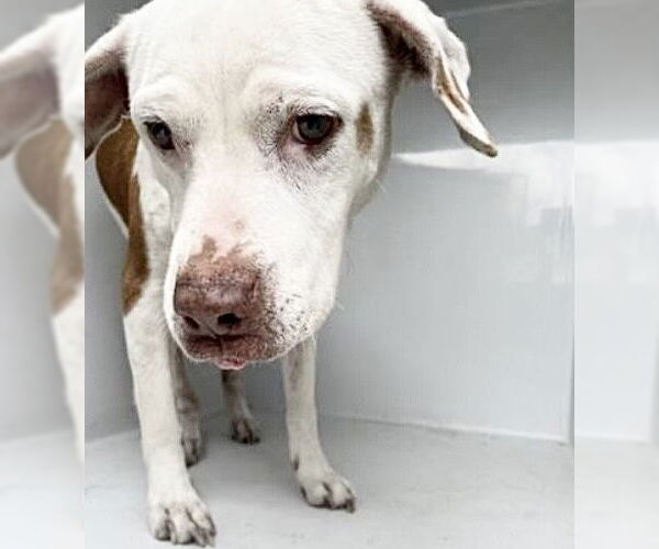 Medium Photo #2 Mutt Puppy For Sale in Houston, TX, USA