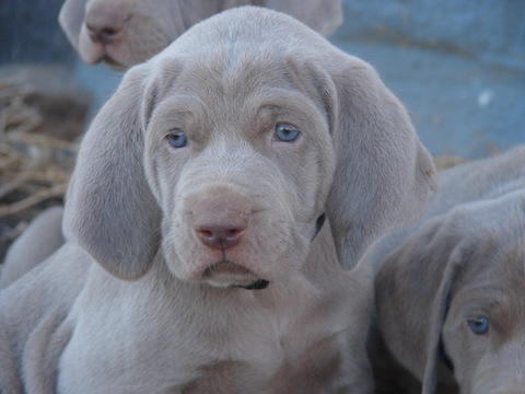 Medium Photo #1 Weimaraner Puppy For Sale in AMORITA, OK, USA