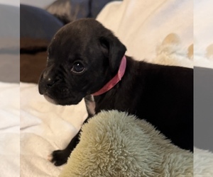 Boxer Puppy for sale in LANSING, MI, USA