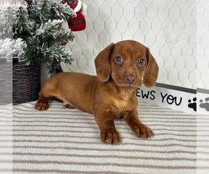 Dachshund Puppy for sale in GREENFIELD, IN, USA