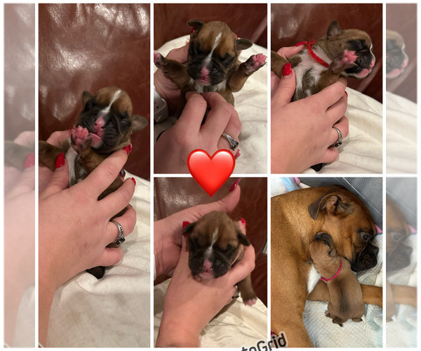 Medium Photo #17 Boxer Puppy For Sale in EAST FREETOWN, MA, USA