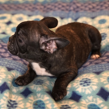 Medium Photo #16 French Bulldog Puppy For Sale in CHARLESTON, SC, USA
