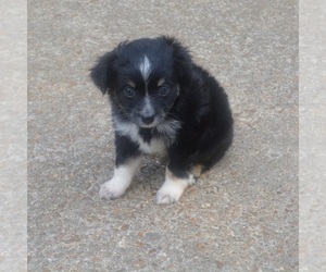 Miniature Australian Shepherd Puppy for sale in ROGERSVILLE, AL, USA