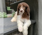 Small Photo #4 Poodle (Standard) Puppy For Sale in HOUSTON, TX, USA