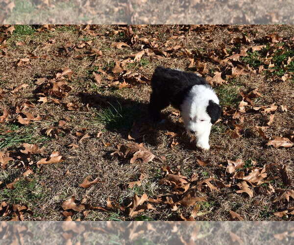 Medium Photo #18 Old English Sheepdog Puppy For Sale in MARIONVILLE, MO, USA