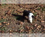 Small Photo #18 Old English Sheepdog Puppy For Sale in MARIONVILLE, MO, USA