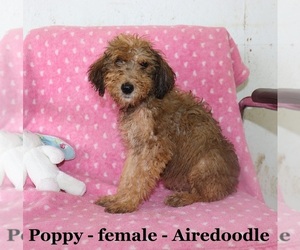 Airedoodle Puppy for sale in CLARKRANGE, TN, USA