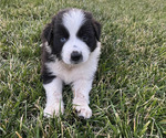 Puppy Jagger AKC Australian Shepherd