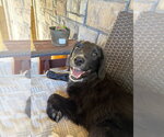 Small #3 Labrador Retriever Mix