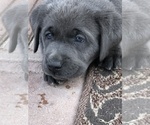 Small Photo #3 Labrador Retriever Puppy For Sale in PEORIA, AZ, USA