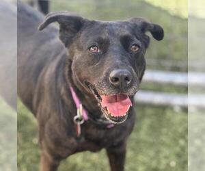 Labrador Retriever-Unknown Mix Dogs for adoption in San Diego, CA, USA