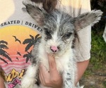 Small Photo #8 Yorkshire Terrier Puppy For Sale in BUSH, LA, USA