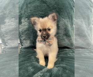 Pomeranian Puppy for sale in CORONA, CA, USA