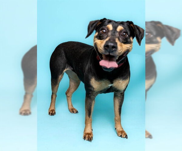 Medium Photo #2 Mutt Puppy For Sale in Fort Lauderdale, FL, USA