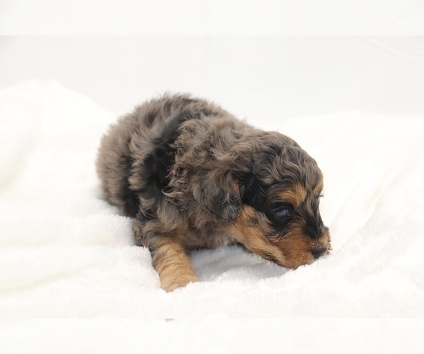 Medium Photo #12 Cockapoo Puppy For Sale in RIPLEY, TN, USA
