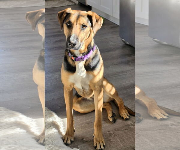 Medium Photo #12 Mutt Puppy For Sale in Rockaway, NJ, USA