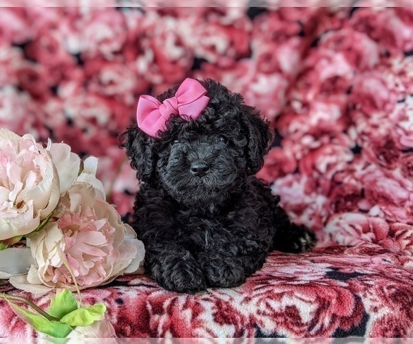 Medium Photo #4 Sheepadoodle Puppy For Sale in GLEN ROCK, PA, USA