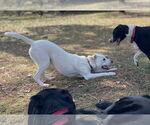 Small #2 Labrador Retriever Mix