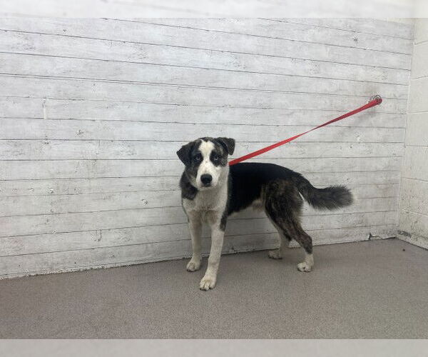 Medium Photo #1 Australian Shepherd-Unknown Mix Puppy For Sale in San Bernardino, CA, USA
